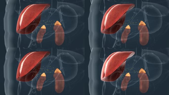 肝脏 肾脏 分泌 解毒 人体 器官 动画
