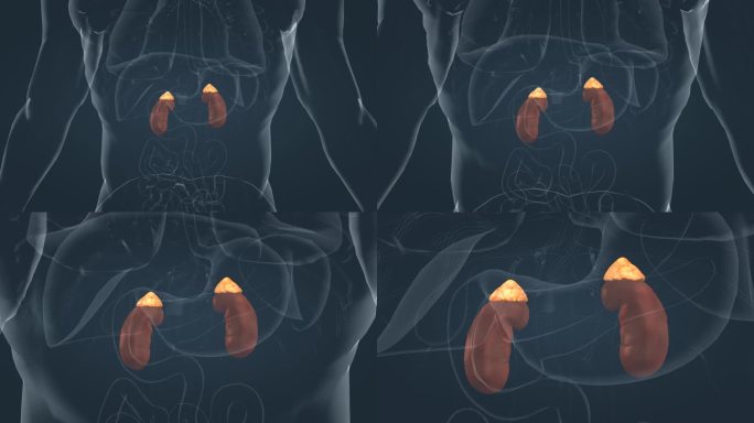 内分泌系统肝脏肾上腺素医学人体三维动画