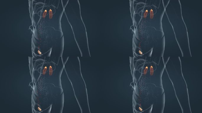 医学3D人体内分泌系统肾脏前列腺三维动画