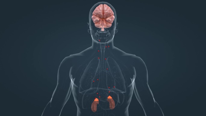 肾上腺 大脑 垂体 内分泌 分泌系统动画