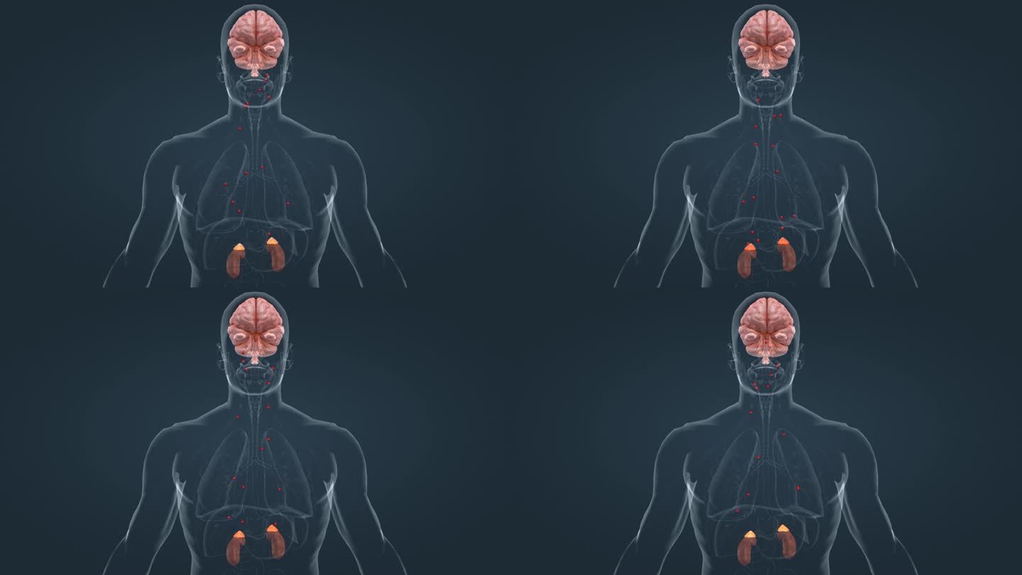 肾上腺 大脑 垂体 内分泌 分泌系统动画