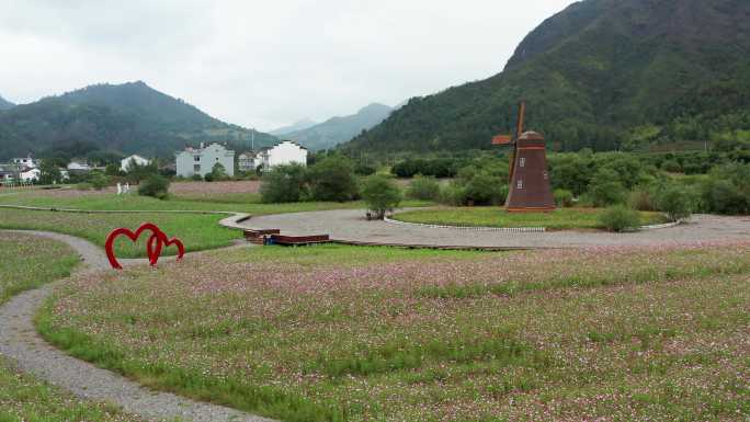 浙江神仙居旅游度假区紫色花海风光4K航拍