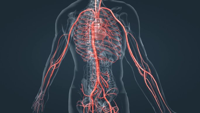 心脏 血管 动脉 循环系统 心血管系统