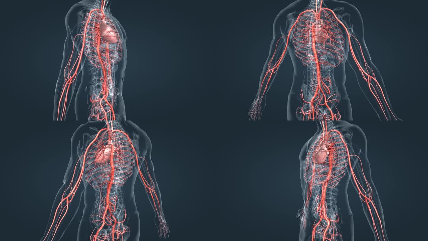 心脏 血管 动脉 循环系统 心血管系统