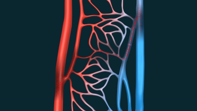 毛细血管 血液循环 肺循环 毛细管 动画