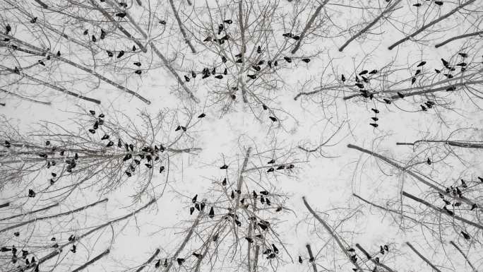 航拍雪地树上的鸟群