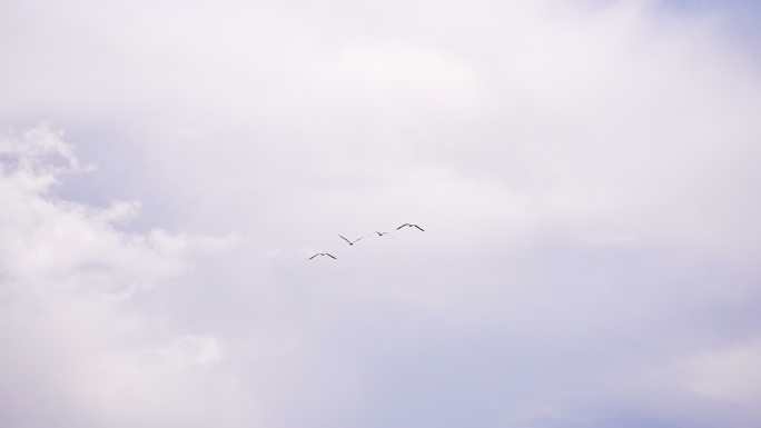 西藏 棕头鸥成群 鸟