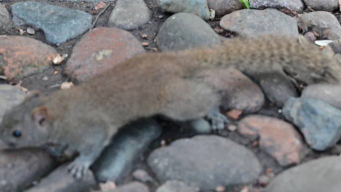 夏季在杭州西湖边投喂吃东西的小松鼠特写