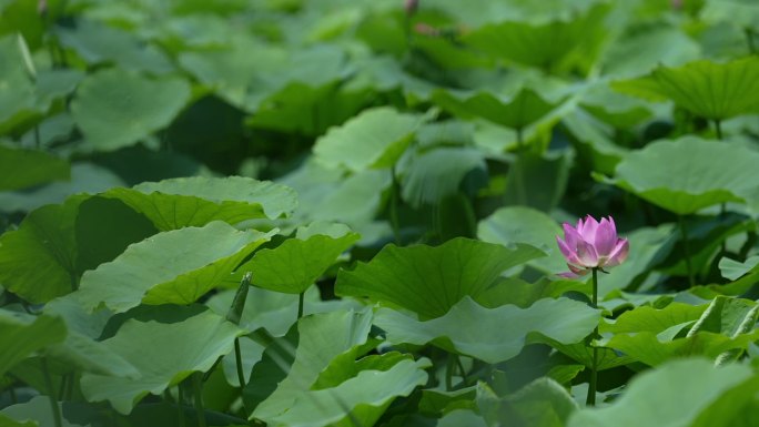 荷花 荷叶 湖中 荷塘 麻大湖 马踏湖