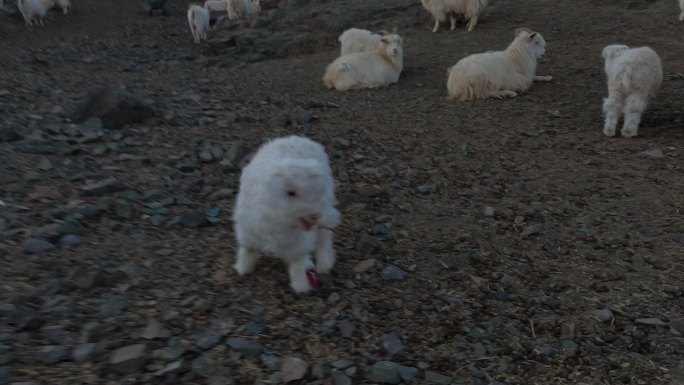 羊群里有小羊羔