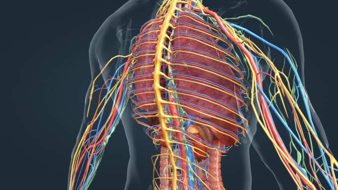 医学人体内分泌系统皮质髓质腺体心脏动画