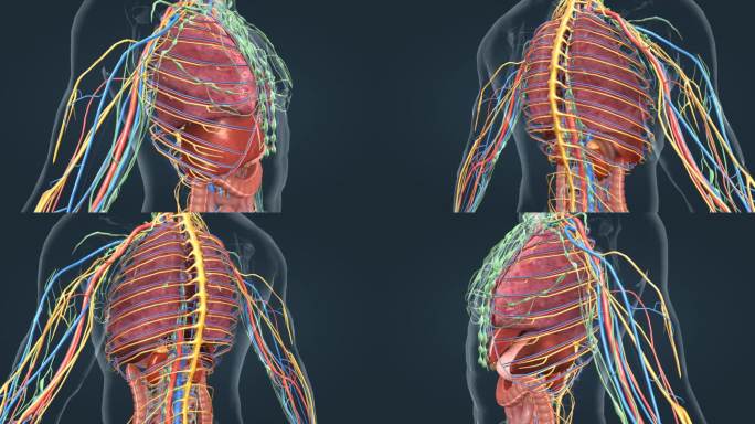 医学人体内分泌系统皮质髓质腺体心脏动画