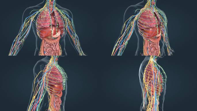 医学 人体 器官 肺脏 肝脏 肾脏 肠胃
