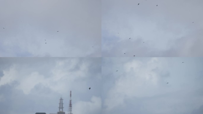 燕子飞翔-慢镜头