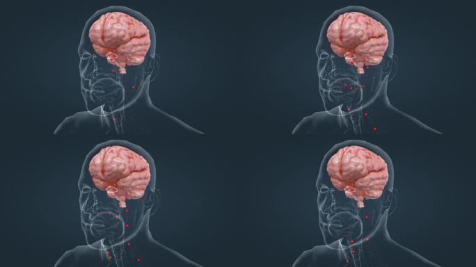 人体 器官 透明 医学 大脑垂体 肾上腺