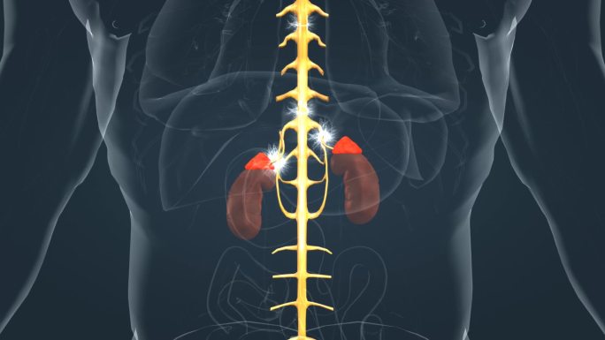 肾上腺 激素 肾盂 脊髓 被膜 性激素