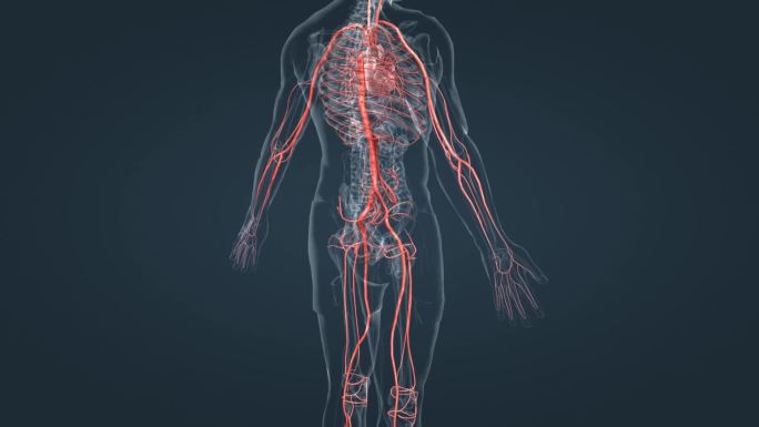 3D人体器官血管动脉医学动画三维人体展示