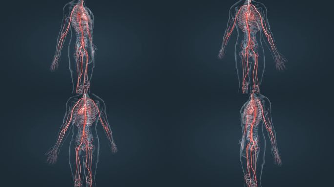 3D人体器官血管动脉医学动画三维人体展示