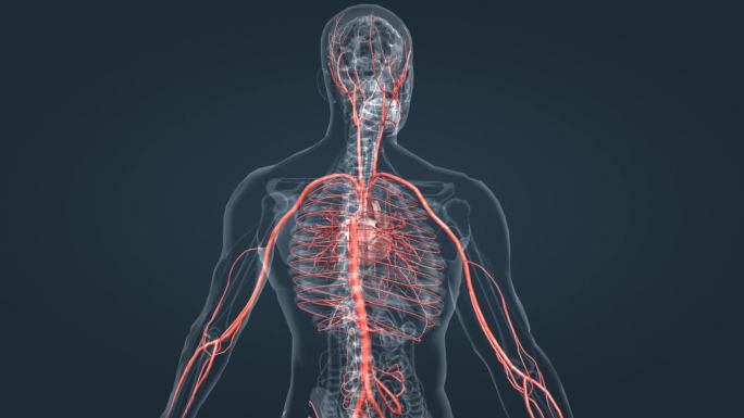 3D血管心脏动脉血液循环系统医学人体动画
