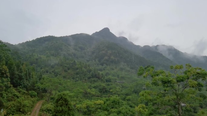 雨中云雾缭绕的山峰 林场