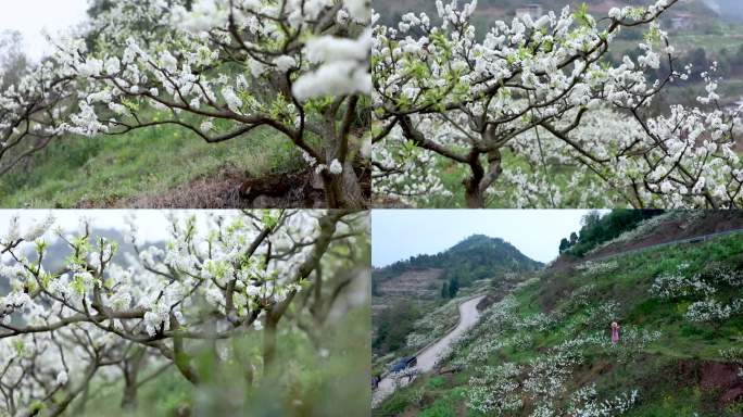 李子花开1080高清