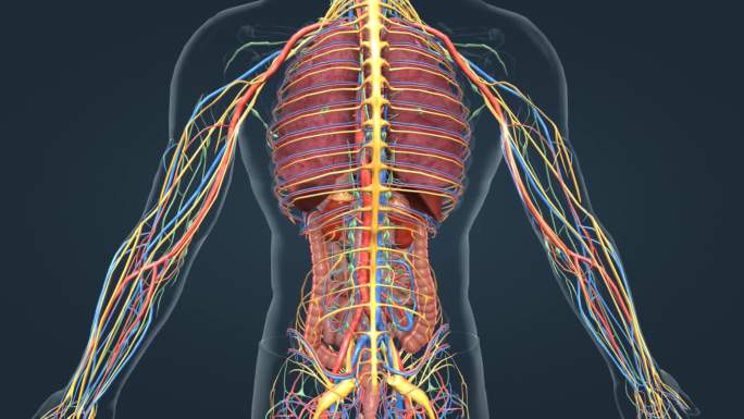 医学人体器官肺脏肾脏肠道全息特效三维动画