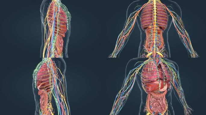 医学人体器官肺脏肾脏肠道全息特效三维动画