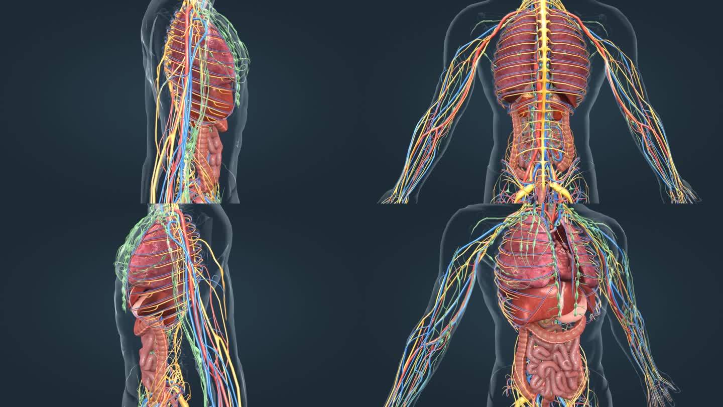 医学人体器官肺脏肾脏肠道全息特效三维动画