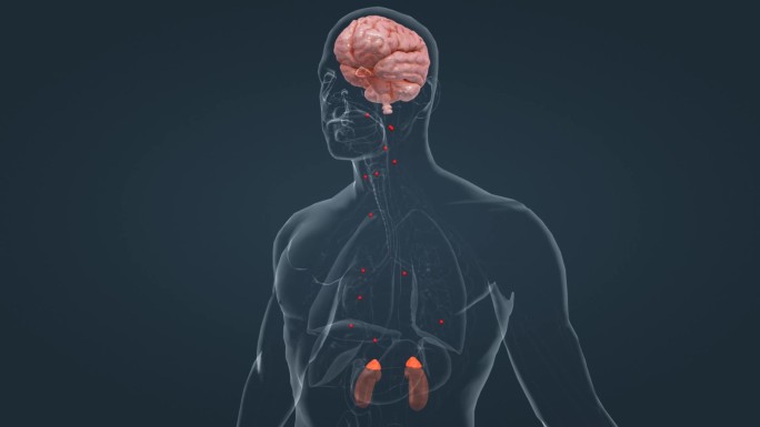 医学 大脑 垂体 腺体 肾上腺 三维动画