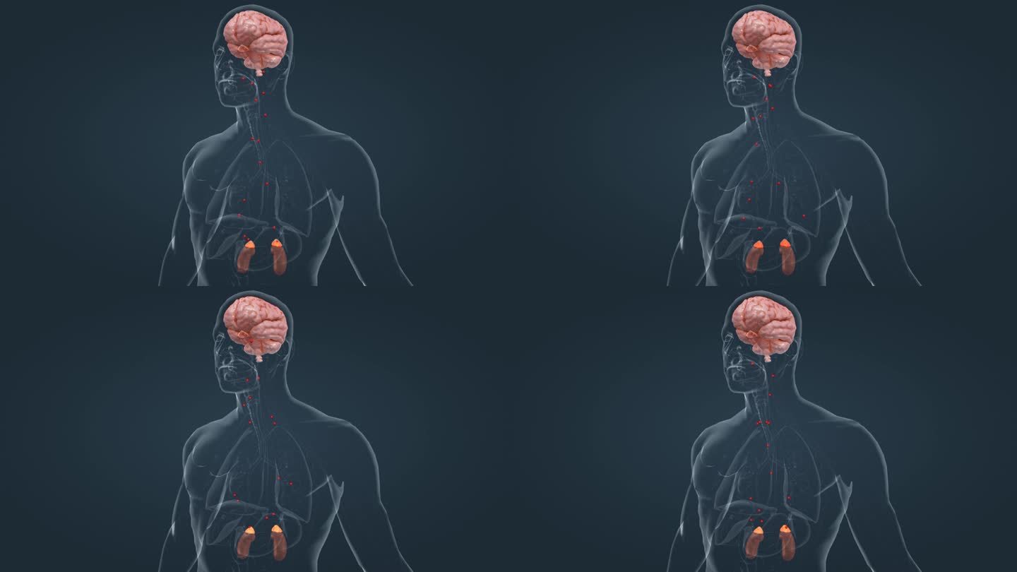 医学 大脑 垂体 腺体 肾上腺 三维动画