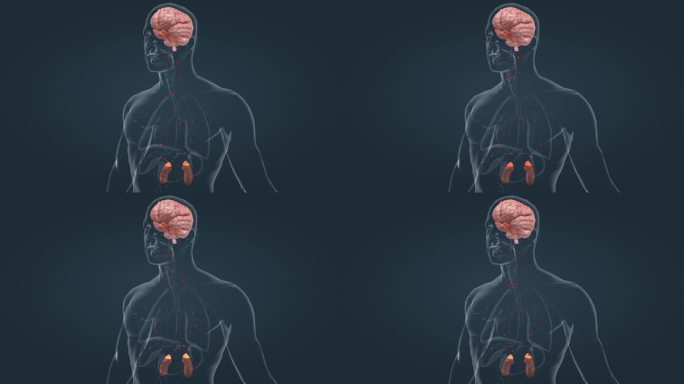 医学 大脑 垂体 腺体 肾上腺 三维动画