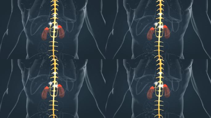 医学 人体 器官 神经 皮质 肾脏 动画