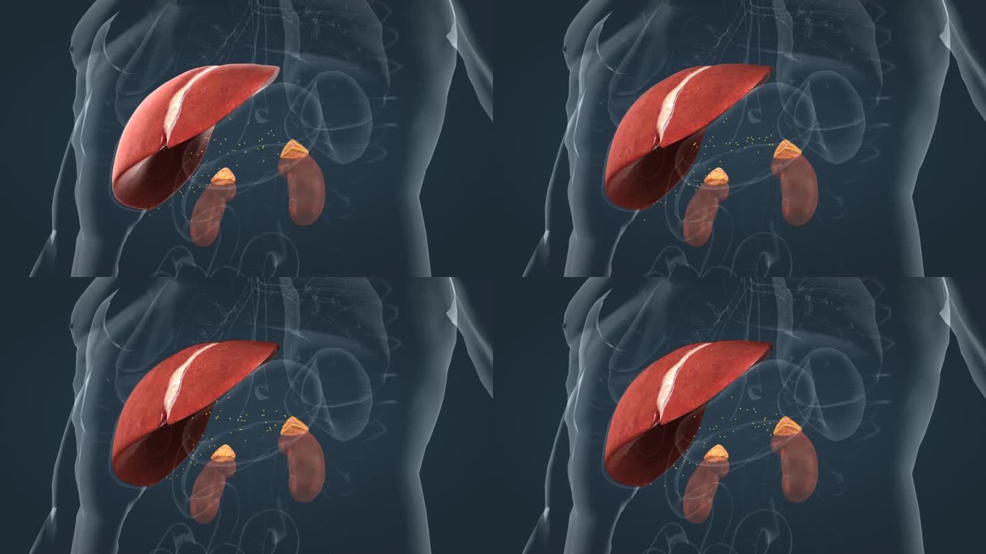 医学人体奥秘人体平衡内分泌肝脏肾脏肾上腺
