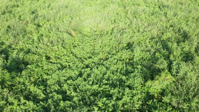 俯拍甘草田地