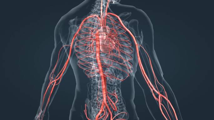 心血管系统 血管 心脏 人体 器官 动画