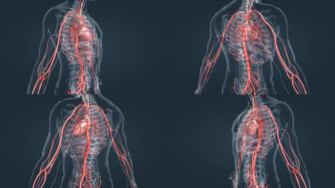心血管系统 血管 心脏 人体 器官 动画