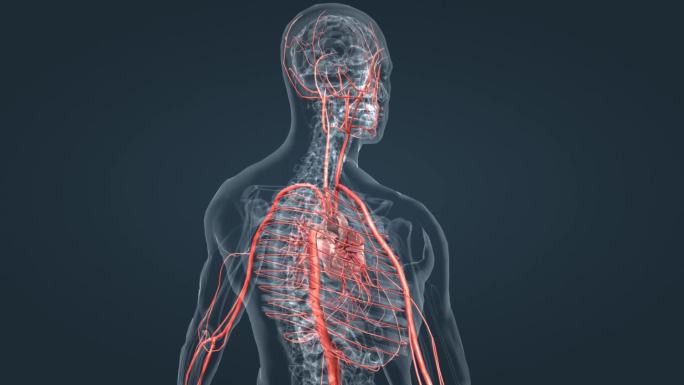 三维人体 大脑 器官 心脏 血管 动脉