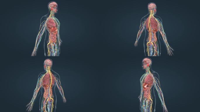 医学 人体 器官 内分泌 神经动脉动画