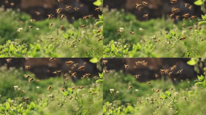 成群的蜜蜂在草丛中飞舞的慢镜头