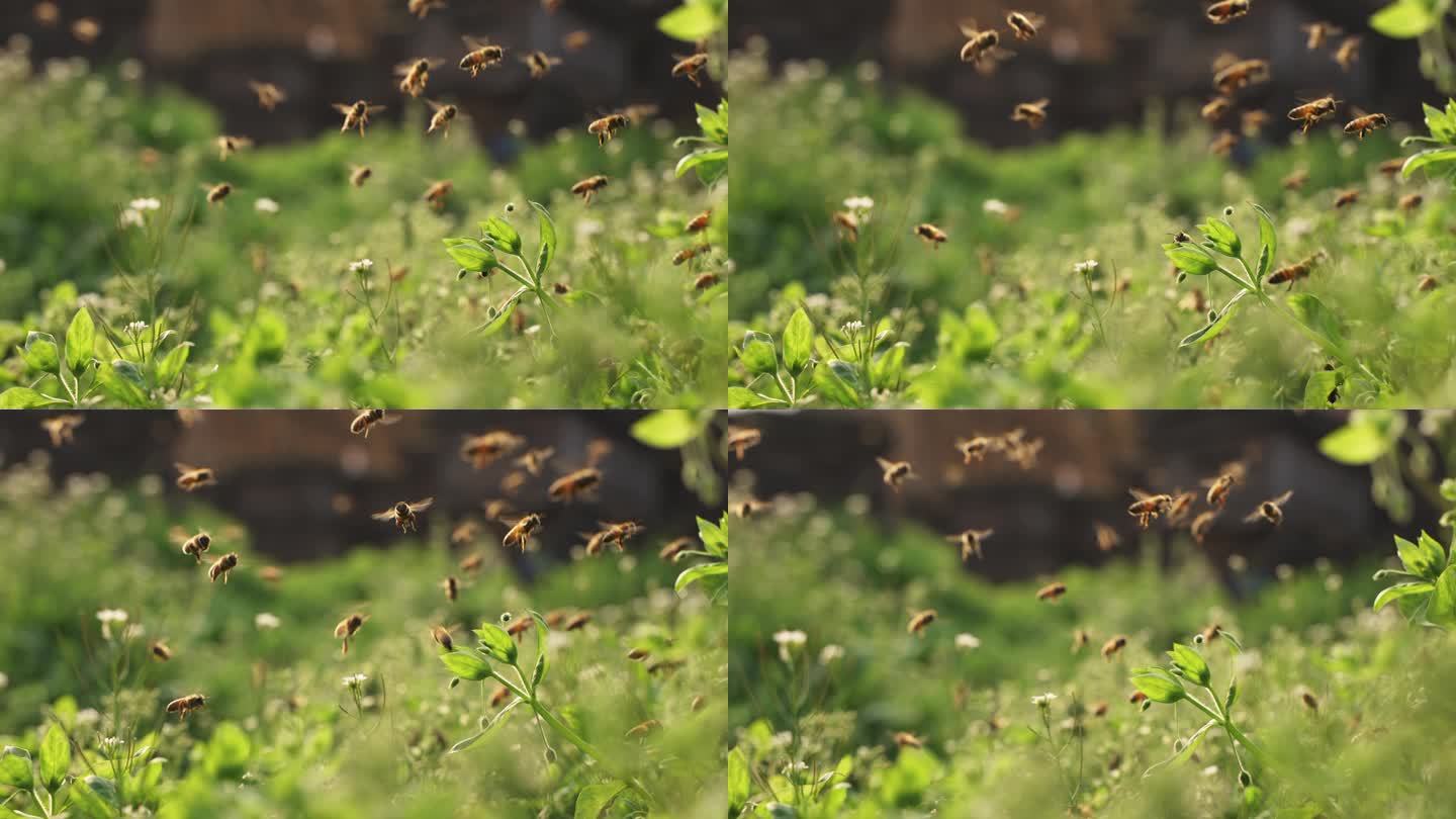 成群的蜜蜂在草丛中飞舞的慢镜头
