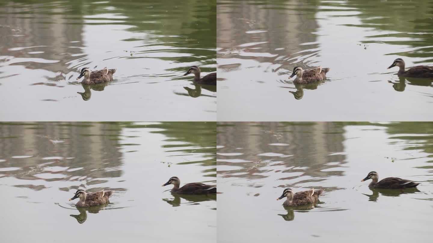高清拍摄海湖湿地斑嘴鸭在水面觅食