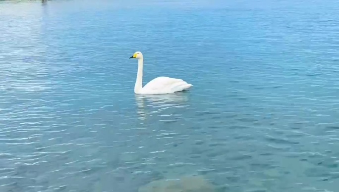 湖水白天鹅