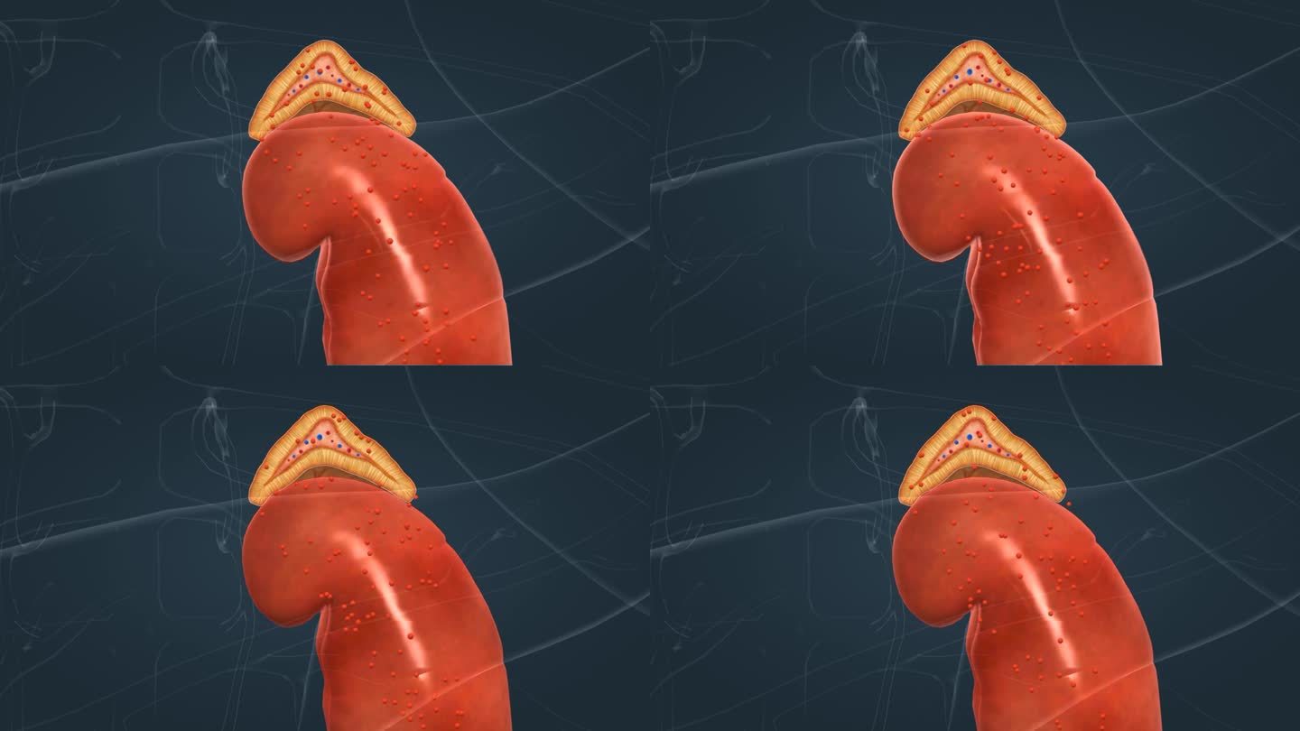 医学动画 人体器官 肾上腺 腺体 皮质