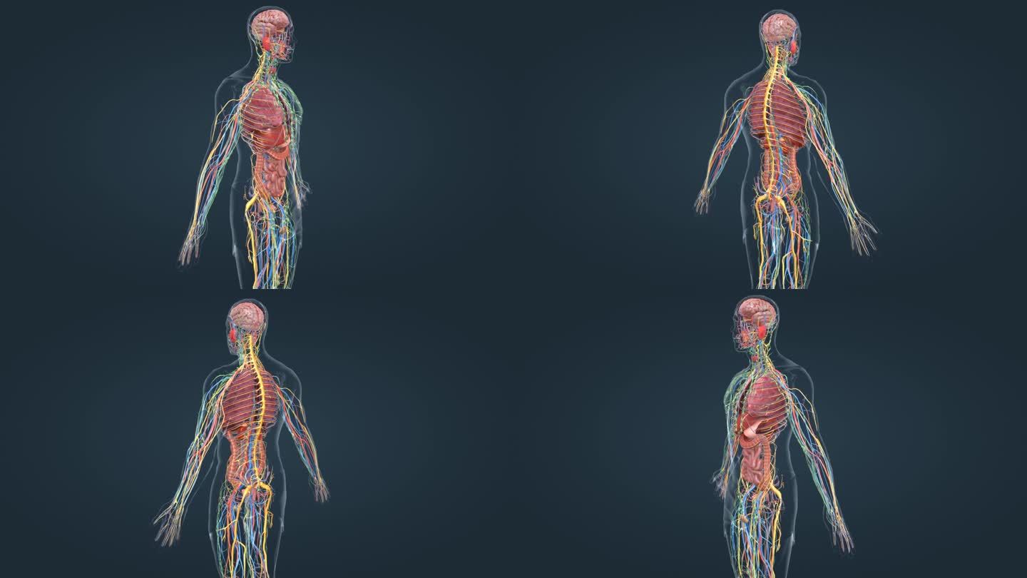 医学人体器官三维动画