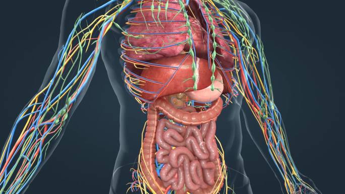 人体分泌系统肾上腺肝脏腺体肺脏肠胃动画
