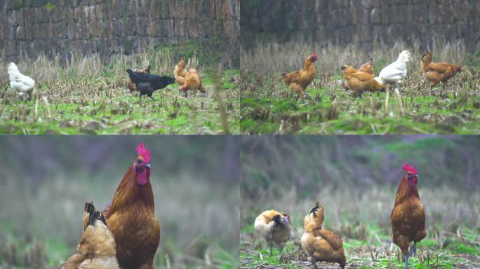 土鸡散养农村养乌肉鸡家禽生态养殖鸡吃青草