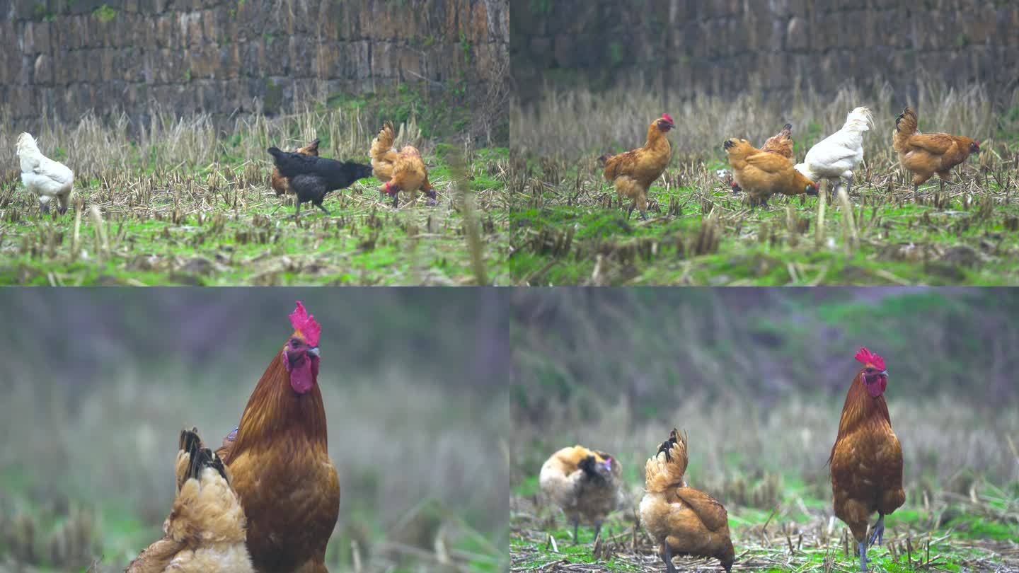 土鸡散养农村养乌肉鸡家禽生态养殖鸡吃青草