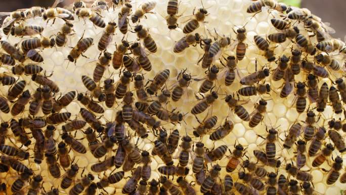 蜂蜡上成群结队的蜜蜂密密麻麻