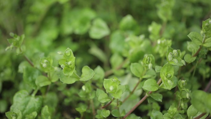 绿植 露珠 露水 植物绒毛 根茎