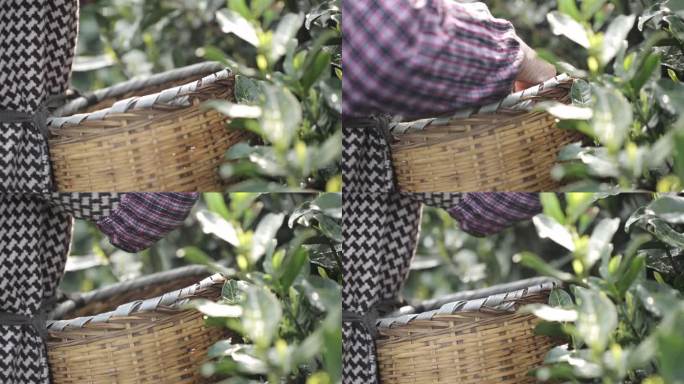 竹篮 农人 采摘 茶叶